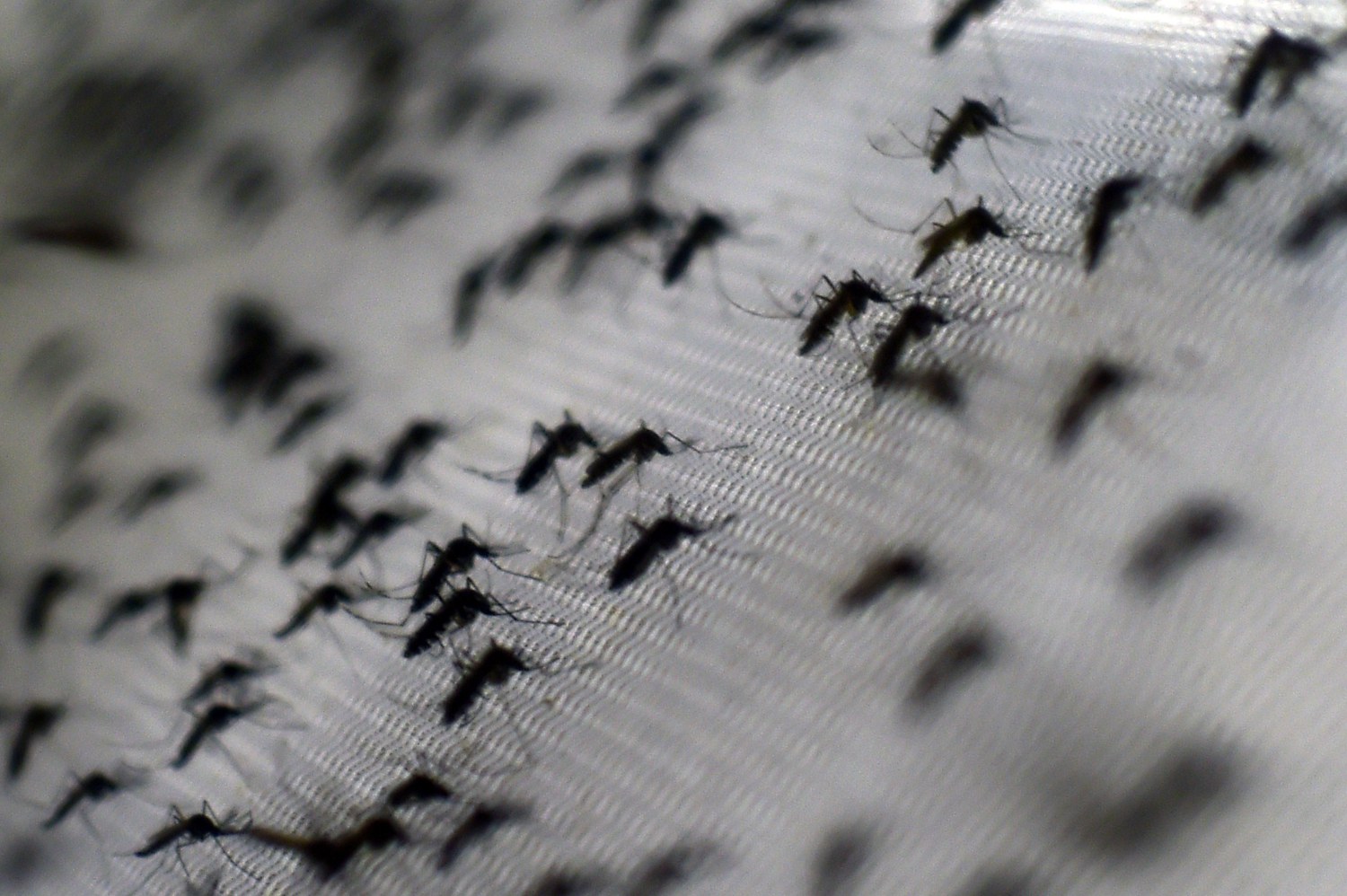 Miami-Dade Fights Mosquitoes With Aerial Spraying