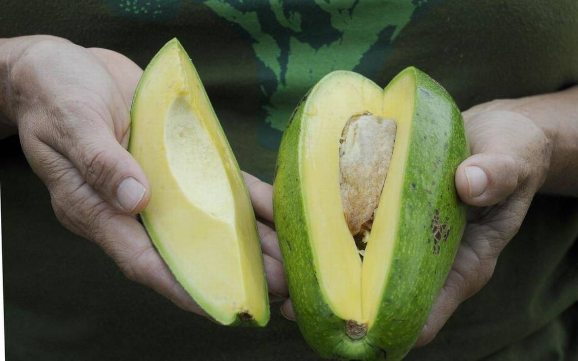 Save our guac: A little bug poses a big threat to Florida avocados | Miami Herald