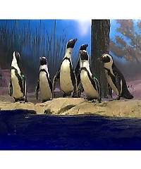 African penguins move to Miami Seaquarium – eTurboNews.com